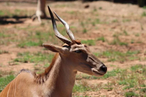 Een Selectieve Scherpstelling Van Een Antilope Het Veld — Stockfoto