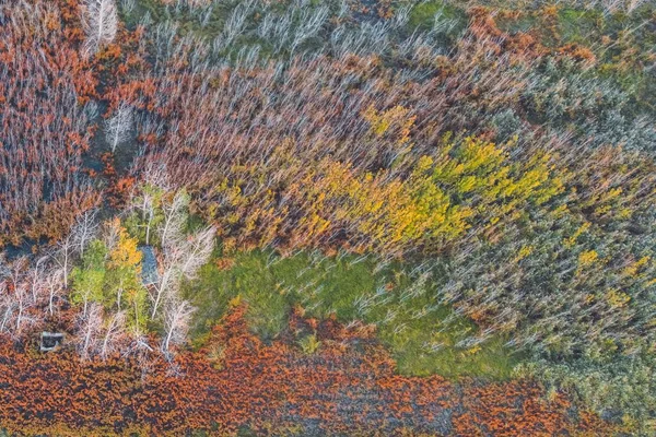 Drönarbild Lummig Skog Med Färgglada Höstträd — Stockfoto