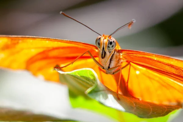 Una Macro Toma Mariposa Julia Posada Sobre Una Hoja Verde —  Fotos de Stock
