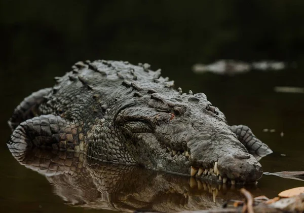 Gros Plan Énorme Crocodile Réfléchi Dans Eau — Photo