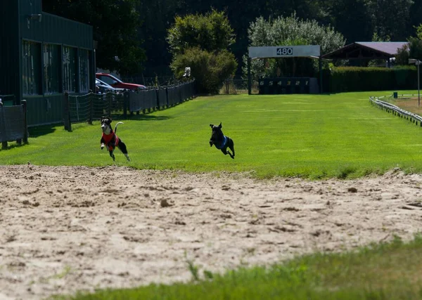 Two Whippet Dogs Arriving Full Speed Last Straight Race Greyhound — Stock Photo, Image