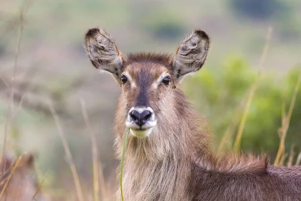 Portret Waterbucka Rezerwacie Przyrody Rietvlei Republika Południowej Afryki — Zdjęcie stockowe