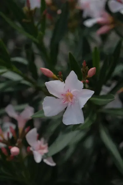 Selektiver Fokus Einer Oleander Rosa Blume Garten — Stockfoto
