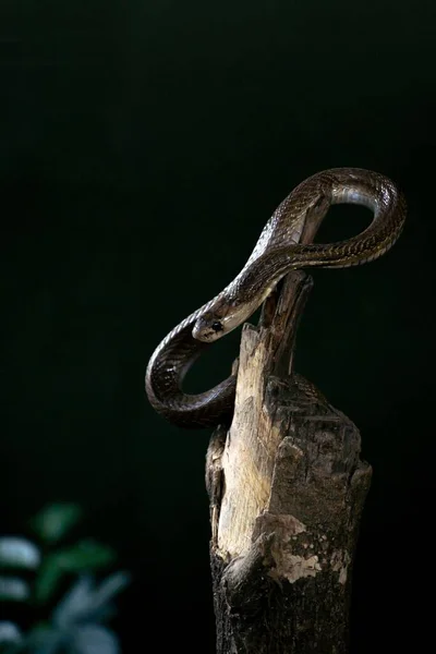 Egy Függőleges Lövés Egy Kígyóról Egy Fatörzsön — Stock Fotó