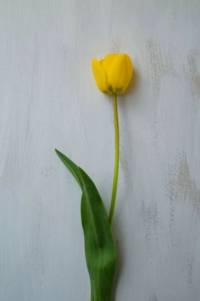 Tek Bir Sarı Çiçeğin Güzel Manzarası — Stok fotoğraf