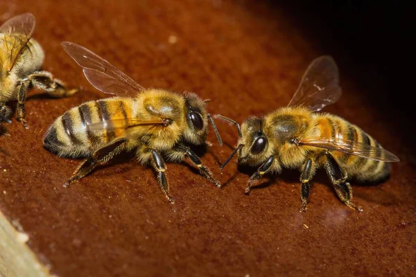 Zbliżenie Ujęcia Dwóch Pszczół Miodnych Drewnianej Powierzchni — Zdjęcie stockowe