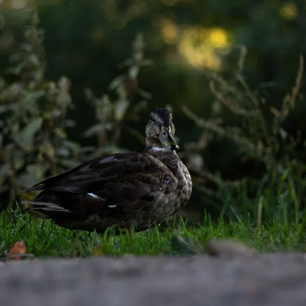 家鸭栖息在草地上的宏观景观 — 图库照片