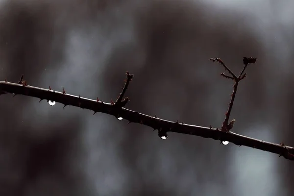 Крупним Планом Гілка Дерева Після Дощу — стокове фото