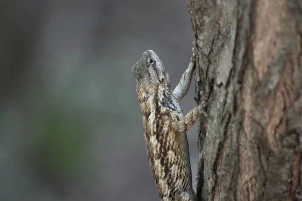 Closeup Texas Spiny Lizard Climbing Tree Trunk — Stock Photo, Image
