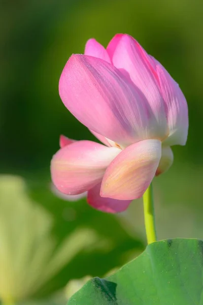 Selective Focus Shot Pink Lotus — Stock Photo, Image
