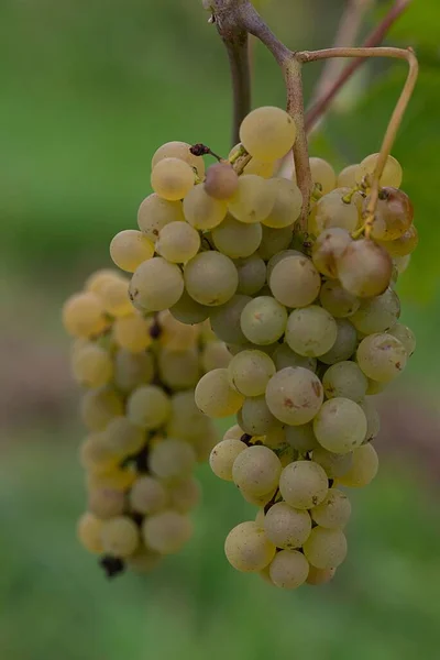 ブドウ畑で栽培されているブドウクラスターの垂直閉鎖ショット — ストック写真