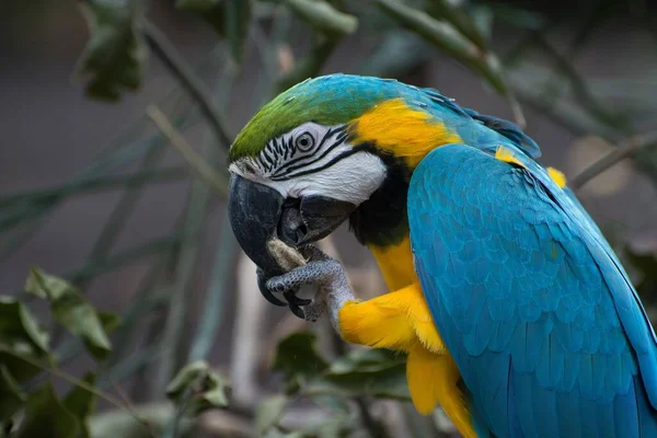 Egy Közeli Kép Egy Gyönyörű Macaw Papagájról Amint Eszik — Stock Fotó