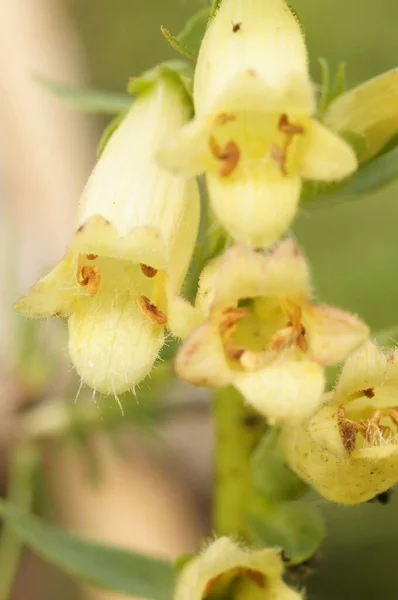 黄色のデジタルリスの花の開花のクローズアップ — ストック写真