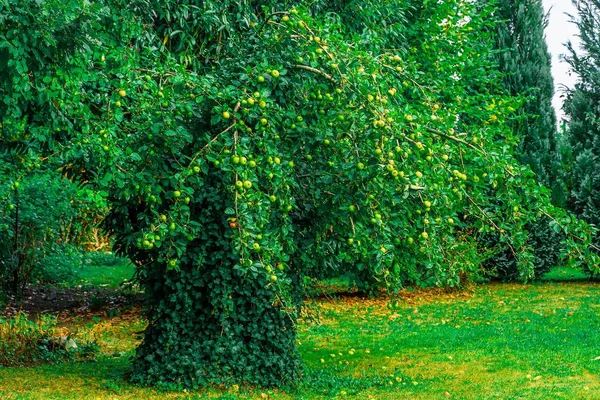 Zbliżenie Jabłoni Ogrodzie — Zdjęcie stockowe