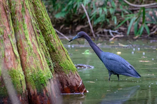 Side View Adorable Little Blue Heron Walking Shallow Pond — Stock Photo, Image