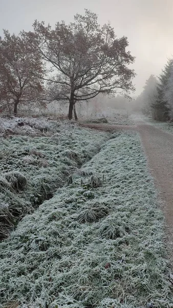 Bir Kış Günü Beyaz Buzlu Zeminde Karlı Bir Ağaç Dikey — Stok fotoğraf