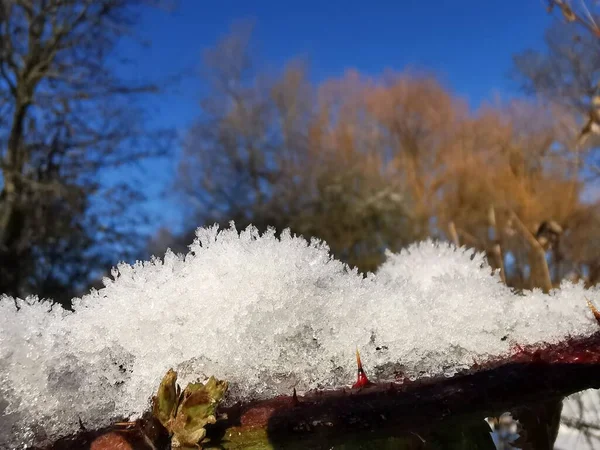 Eine Nahaufnahme Von Frost Auf Blättern — Stockfoto
