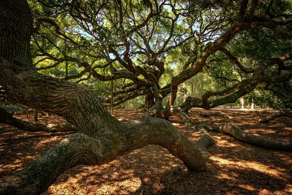 사우스캐롤라이나주 찰스턴에 나무의 랜드마크 — 스톡 사진
