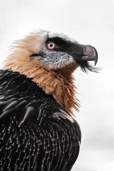 Colpo Fuoco Selettivo Avvoltoio Barbuto Gypaetus Barbatus — Foto Stock