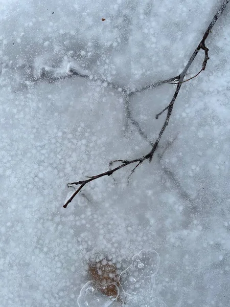 Top View Thin Branch Tree Frozen Water — Stock Photo, Image