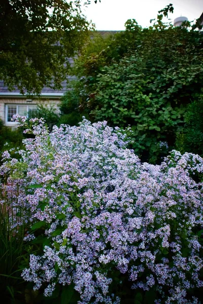 Une Belle Vue Sur Fleur Plante Syringa Meyeri — Photo