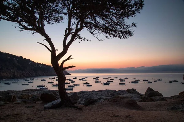 在宁静的湖面上航行的小船 夕阳西下 一株树的轮廓尽收眼底 — 图库照片