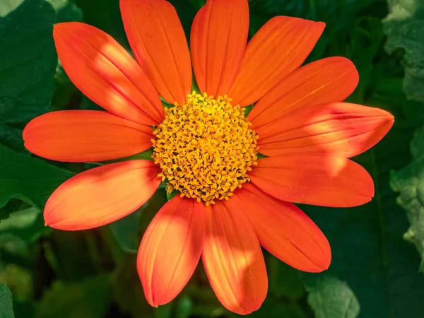 Közelkép Egy Narancssárga Zinnia Virágról Zöld Levelekkel Napsütésben Kertben — Stock Fotó