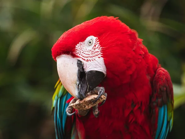 Zbliżenie Ujęcia Pięknej Kolorowej Papugi — Zdjęcie stockowe