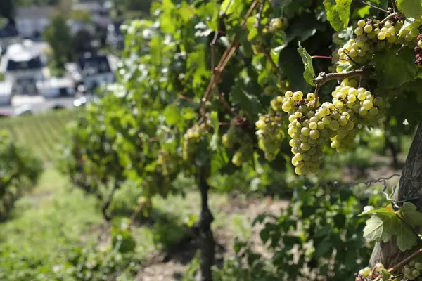 Uitzicht Een Prachtige Verse Wijngaard Een Heuvel Bij Zonsopgang — Stockfoto