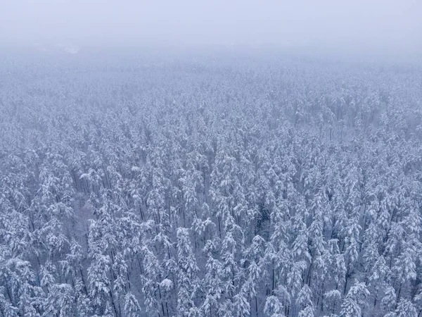 霧の多い日に雪に覆われたモミの森の空中撮影 — ストック写真