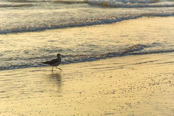 一只小鸟在沙滩上散步 — 图库照片