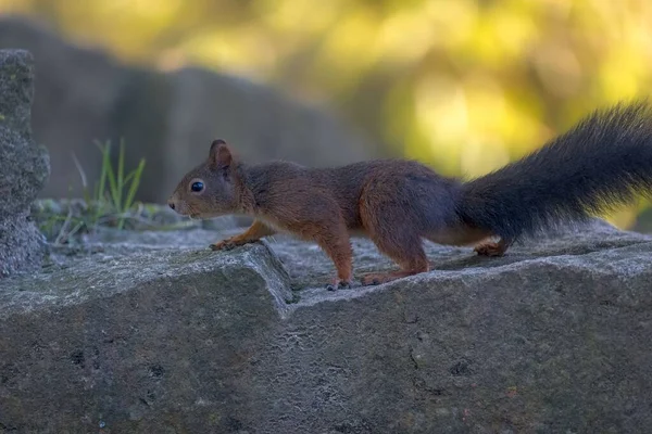 바위를 올라가는 귀여운 다람쥐의 — 스톡 사진