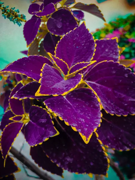 Вертикальный Снимок Фиолетовых Колес Цветущих Саду — стоковое фото
