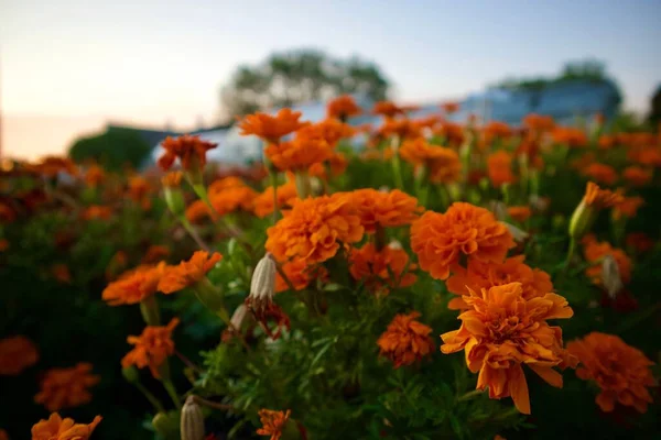 Una Hermosa Vista Caléndula Naranja — Foto de Stock