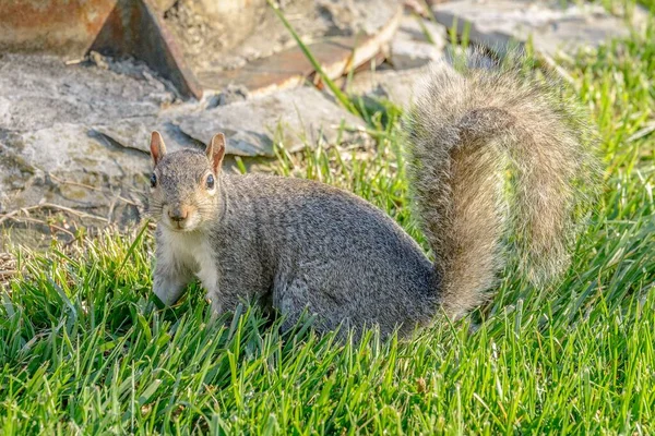 Zbliżenie Ujęcie Wiewiórki Zielonej Trawie — Zdjęcie stockowe