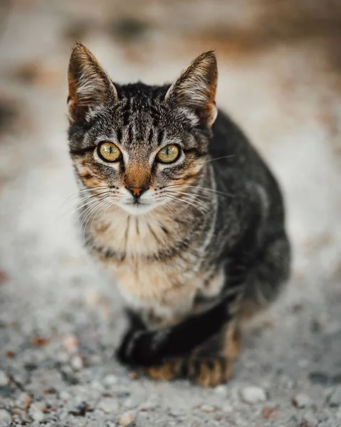在一个背景模糊的田野里散步的美丽而愤怒的条纹猫的肖像 — 图库照片