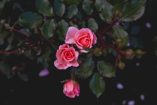 Güzel Pembe Gülleri Olan Yeşil Çalılar — Stok fotoğraf