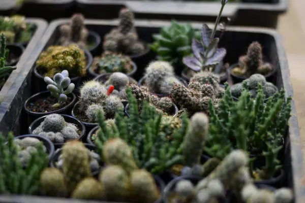 Una Vista Superior Cactus Plantas Suculentas Macetas Suelo —  Fotos de Stock