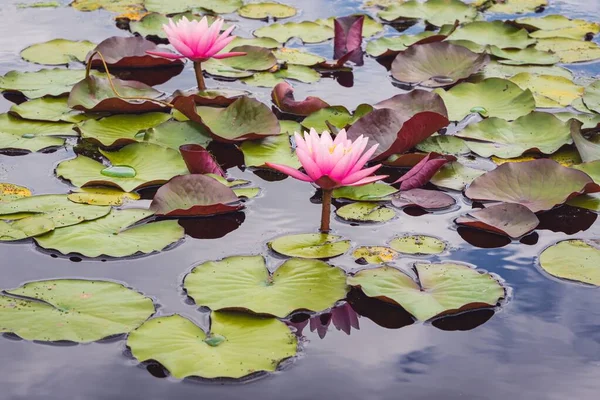 Closeup Water Lilies — Stock Photo, Image