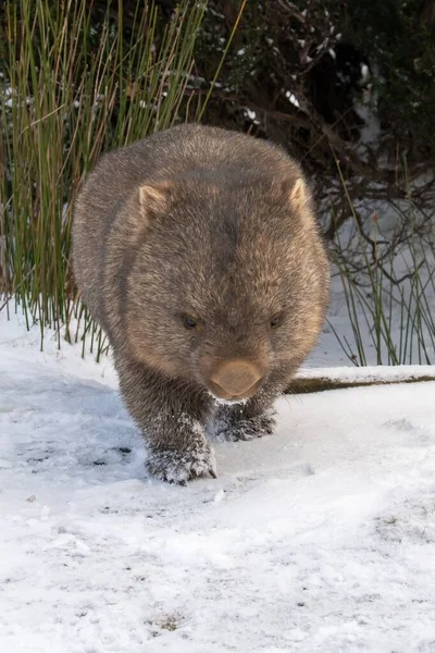 Cute Fluffy Wombat Walking Snowy Ground Winter Tasmania Australia — Stock Photo, Image