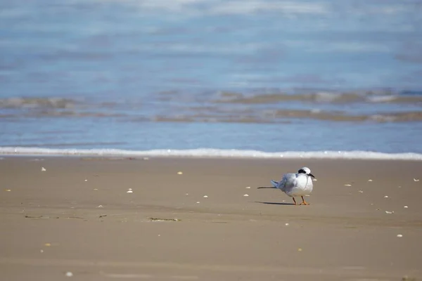 一只在沙滩上散步的小夜莺 — 图库照片