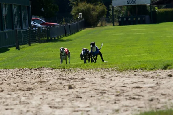 Whippet Dogs Arriving Full Speed Last Straight Race Greyhound Track — Stock Photo, Image