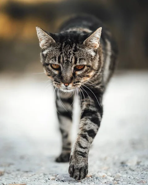 在一个背景模糊的田野里散步的美丽而愤怒的条纹猫的肖像 — 图库照片