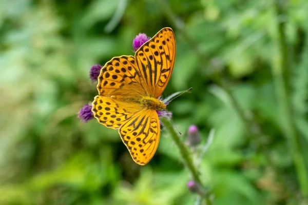 Makro Záběr Žlutého Stříbrem Omytého Fritilárního Motýla Černými Tečkami Sedícího — Stock fotografie