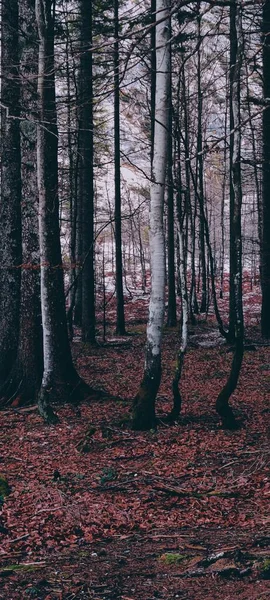 Vacker Utsikt Över Träden Skogen — Stockfoto