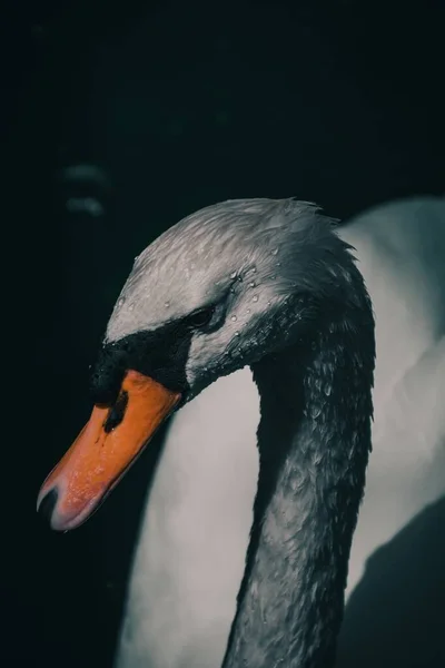Vertical Shot Swan Blurred Background — Stock Photo, Image
