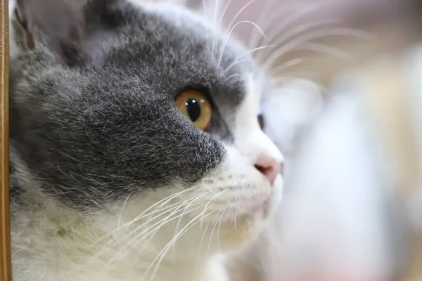 背景にはかわいいふわふわの灰色と白の猫のクローズアップショット — ストック写真