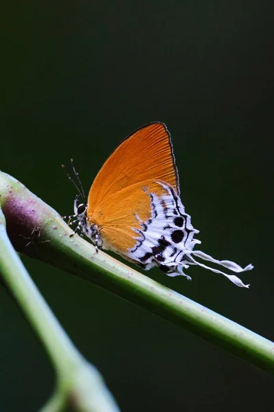 果蝇科蝴蝶科的一个垂直特写镜头 站立在绿茎上 — 图库照片