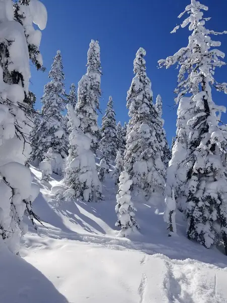 Μια Όμορφη Θέα Των Χιονισμένων Δέντρων Στο Δάσος — Φωτογραφία Αρχείου