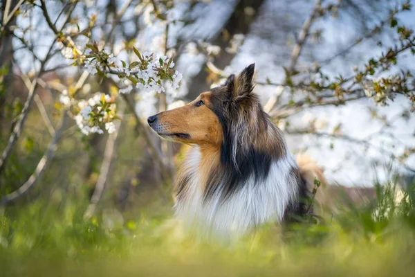 Een Selectieve Focus Van Rough Collie Hond Met Bloesems Rond — Stockfoto